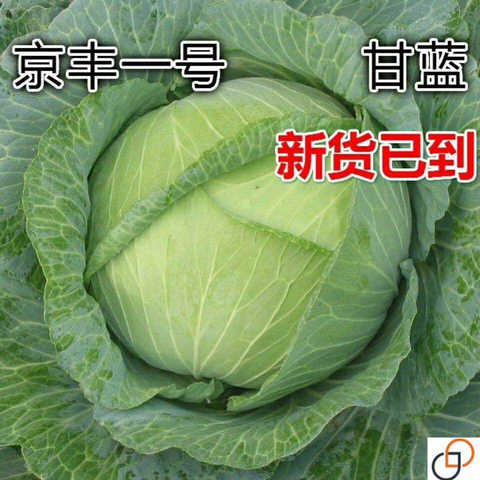 原装京丰一号绿甘蓝种子圆甘蓝包菜卷心菜种子春秋播包头菜蔬菜籽