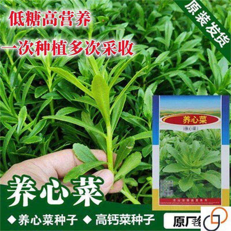 养心菜种子高钙救心菜种四季种植景天三七费菜阳台盆栽蔬菜种子