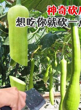 精品砍瓜种子种籽苗四季特大菜瓜爬藤藤蔓蔬菜孑秧苗秋季巨型蔬莱