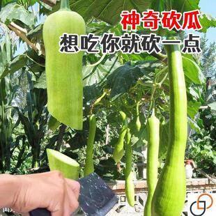 精品砍瓜种子种籽苗四季特大菜瓜爬藤藤蔓蔬菜孑秧苗秋季巨型蔬莱