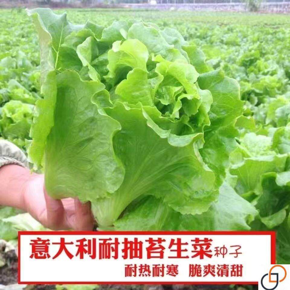 意大利生进口生菜种子半结球耐抽薹耐寒耐抗病产量高蔬