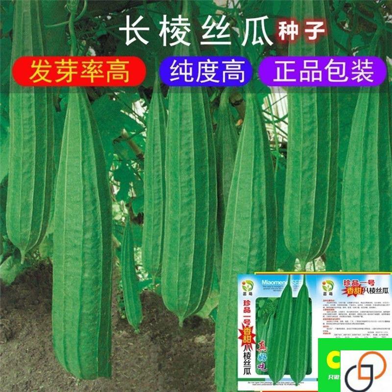 棱角大肉丝瓜种子+水丝瓜棱瓜八家庭园艺种子