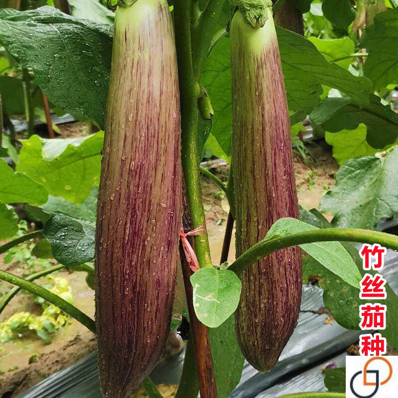 竹丝长茄种子盆栽四季肉质鲜嫩花茄子春秋庭院种秋冬茄子蔬菜种孑