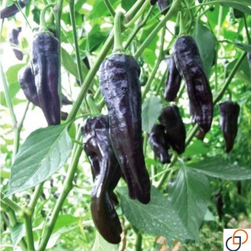 紫冠羊角椒种子黑紫色彩椒辣椒高产抗病牛角蔬菜种子