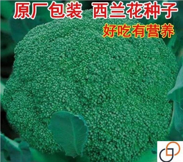 西兰花菜种子松花菜种籽花椰菜高产绿花菜种孑春秋四季蔬菜