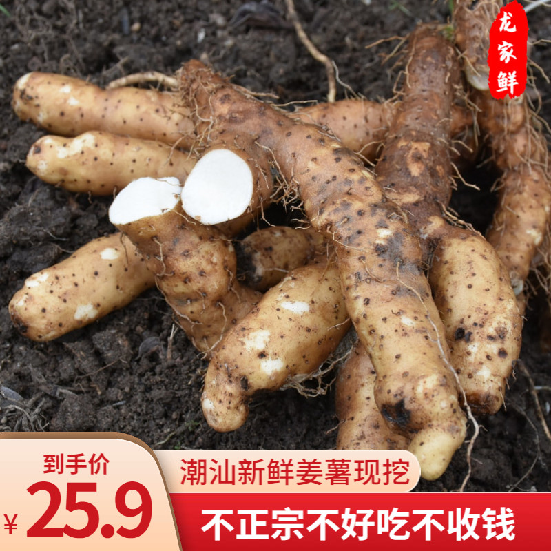 潮汕大溪姜薯小淮山 新鲜现挖棉湖本地姜茨薯毛山药清爽口滑甜汤