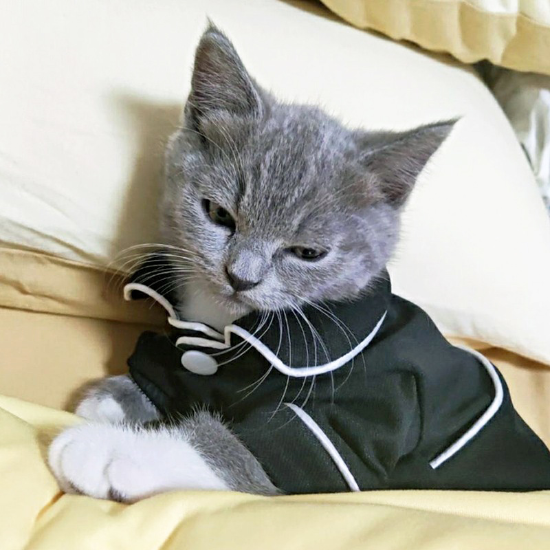 猫咪衣服主人同款睡衣防掉毛薄款