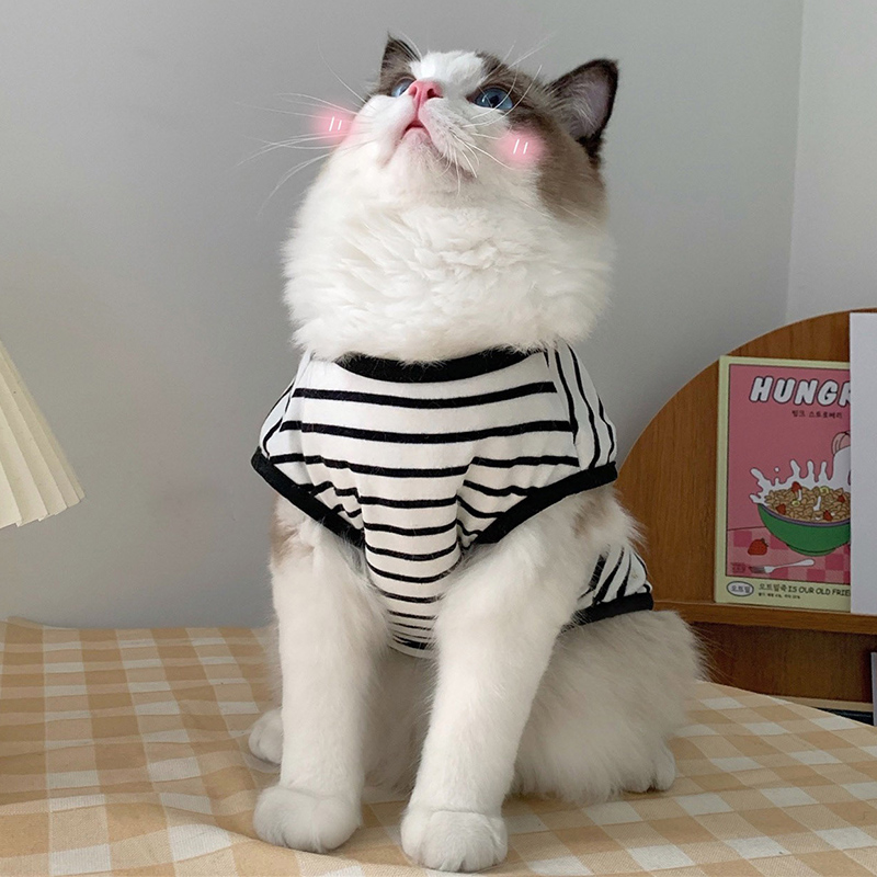 猫咪衣服夏天薄款小猫防掉毛背心