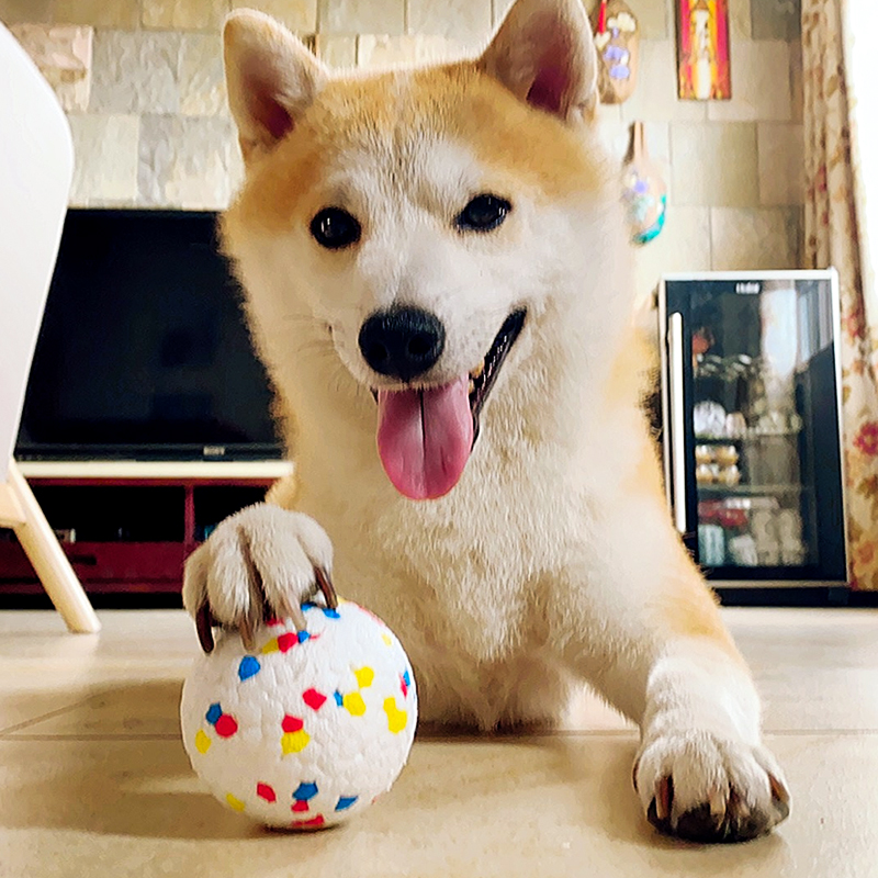 狗狗玩具球磨牙耐咬解闷互动训犬