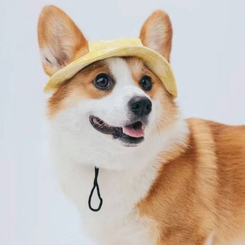 狗狗帽子露耳朵遮阳防晒渔夫帽
