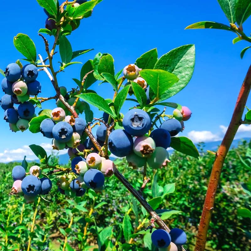 蓝莓树果苗盆栽地栽南方北方室内阳台庭院种植当年结果蓝莓树苗