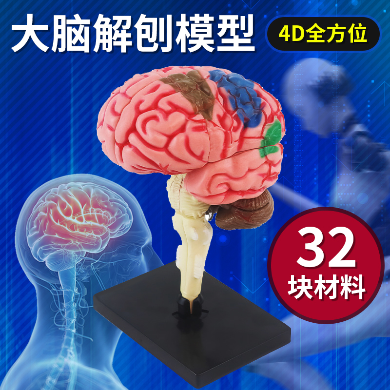 大脑模型可拆卸拼装人体脑部