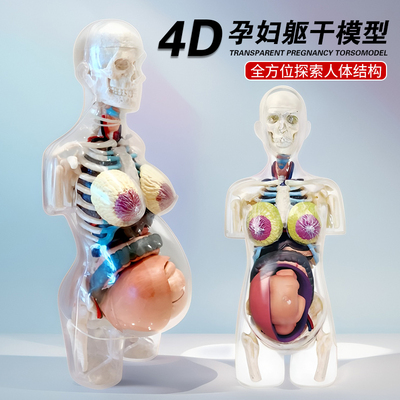 4D透明孕妇怀孕妊娠女性人体模型