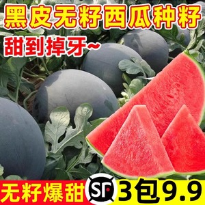 黑皮无籽西瓜种籽薄皮特大麒麟8424美都懒汉早熟小西瓜种子新大全