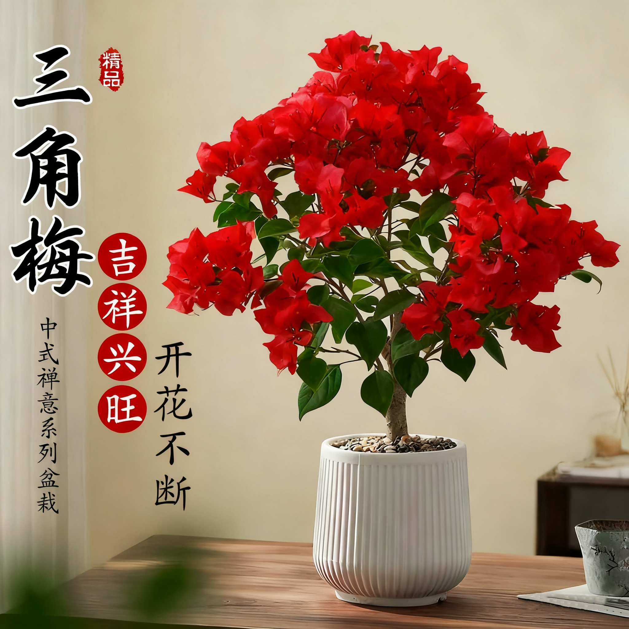 禅意风三角梅盆栽四季不断开花