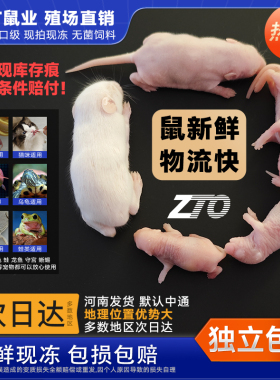 冻鼠小白爬虫宠物蛇开口饲料食物红皮粉霜高蛋白守宫蜥蜴鬃狮速冻