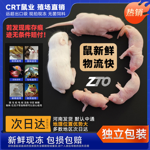 冻鼠小白爬虫宠物蛇开口饲料食物红皮粉霜高蛋白守宫蜥蜴鬃狮速冻