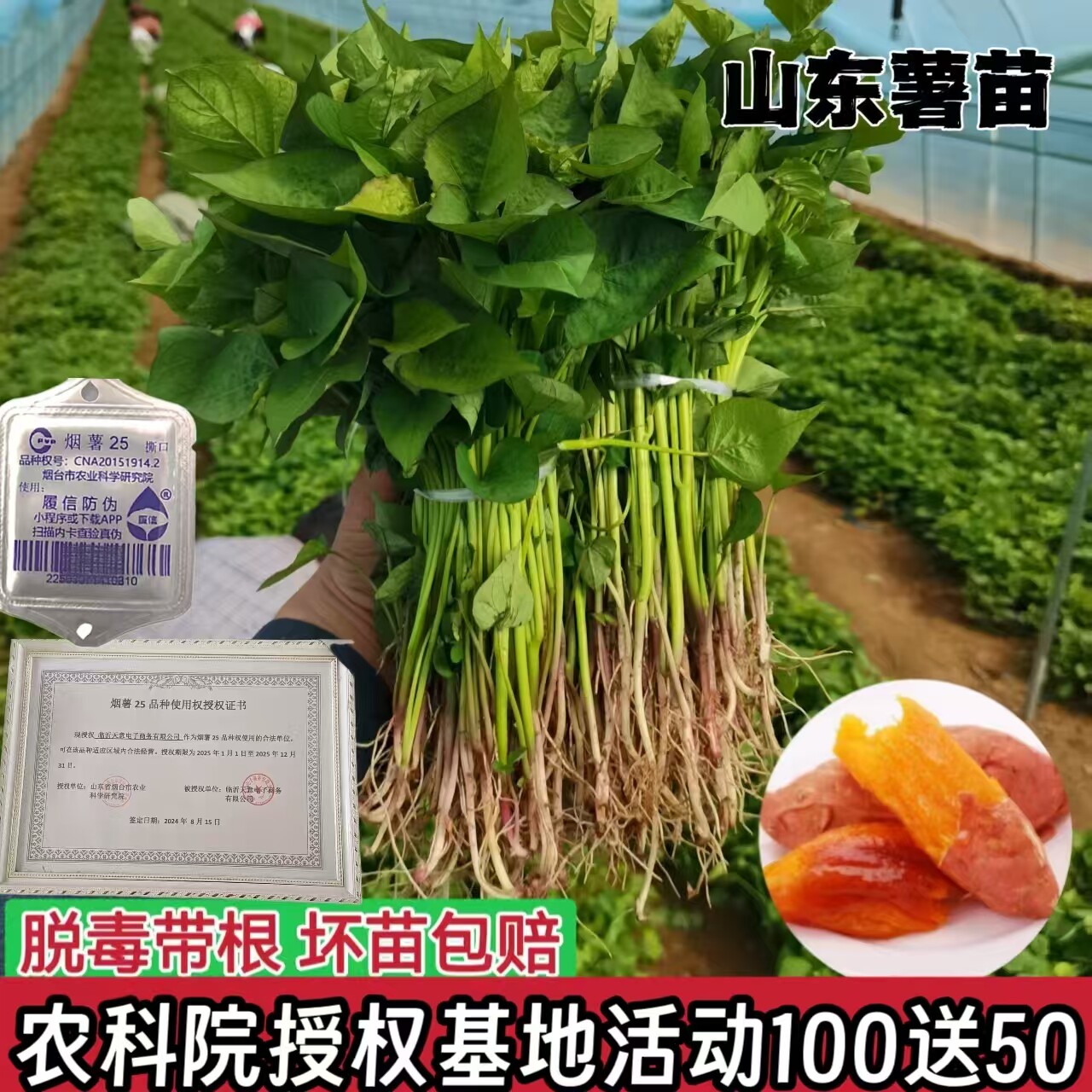 烟薯25号苗西瓜红六鳌蜜薯苗板栗薯红薯苗脱毒地瓜苗蜜薯苗紫薯苗