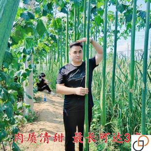 巨型特长丝瓜种子高产丝瓜种籽春季四季播庭院阳台盆栽蔬菜种孑