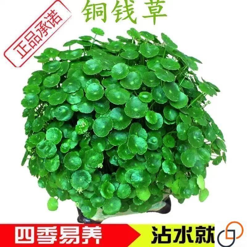 铜钱草种子四季长绿金钱草种籽土培水培种籽子均可种植盆栽防辐射
