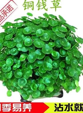 铜钱草种子四季长绿金钱草种籽土培水培种籽子均可种植盆栽防辐射