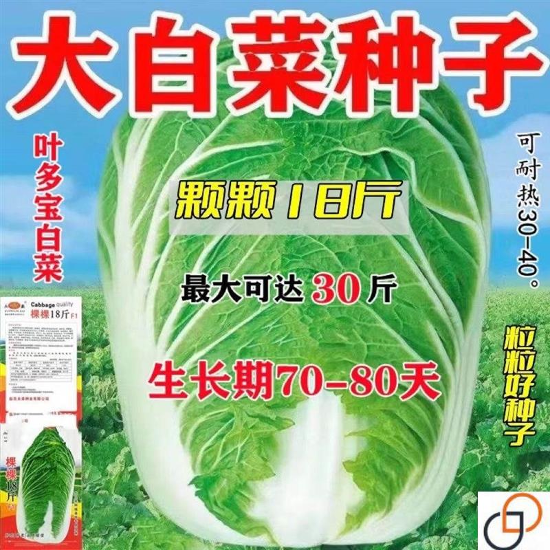 冬储十八斤大白菜的冬储白菜籽抗病高产秋冬播白菜子蔬菜