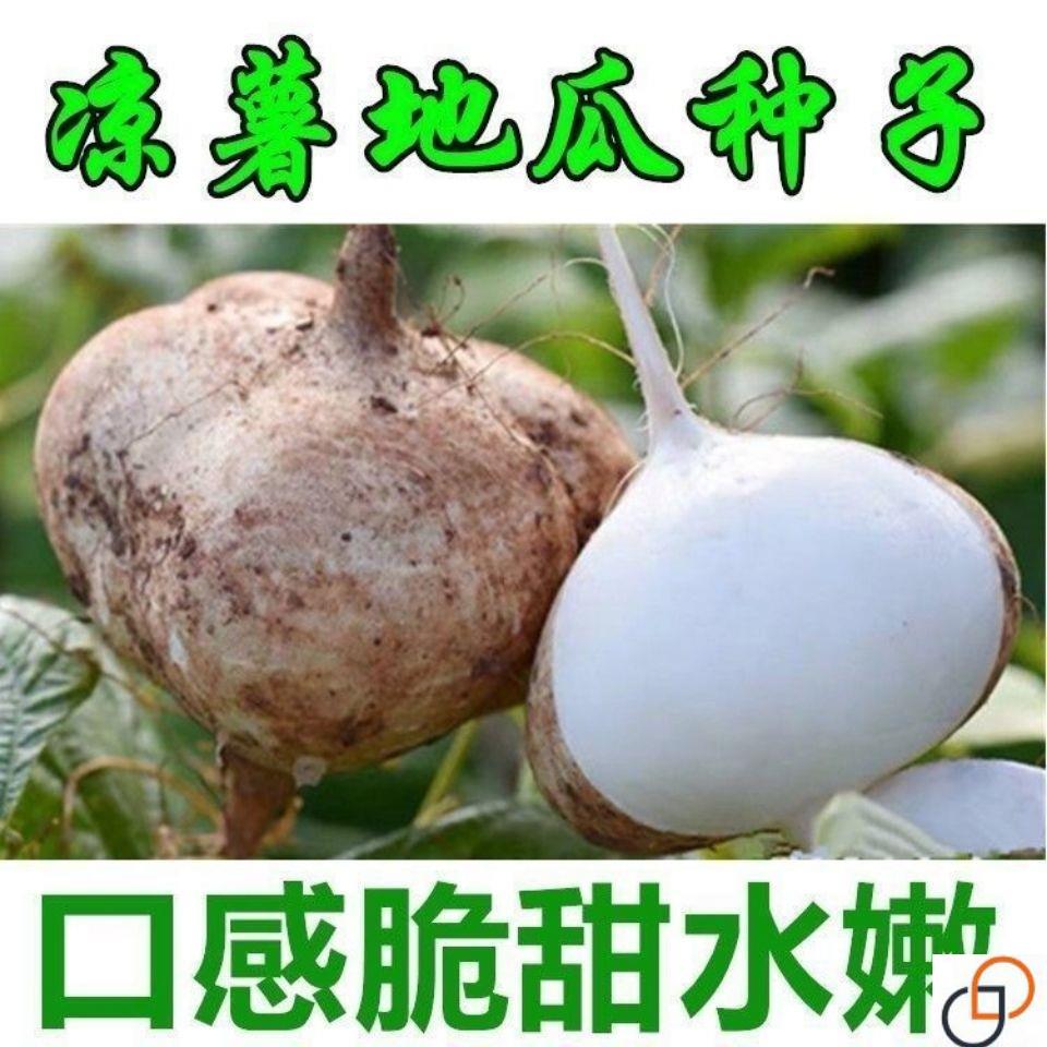 水果白地瓜凉薯种子特大早熟高产春秋播种凉薯地瓜种子 蔬菜种籽