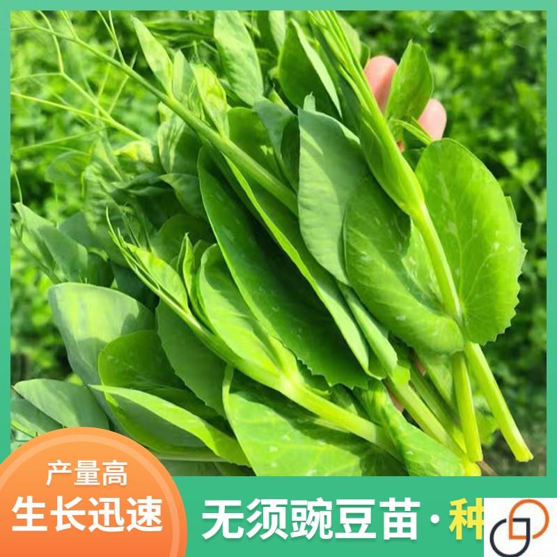 无须豌豆苗种籽豌豆种籽尖芽苗菜种子四季蔬菜孑龙须豌豆苗荷兰豆