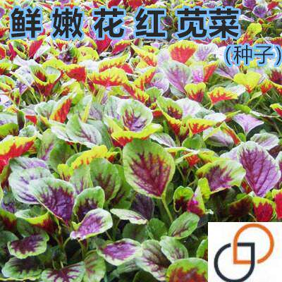 鲜嫩花红苋菜种籽种子阳台汗菜春季老品种汉菜四季蔬菜孑菜籽籽种