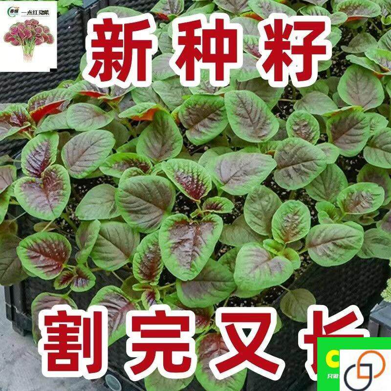 【割完又长】红苋菜种子大叶四季播大圆叶苋蔬菜籽阳台盆栽野菜籽