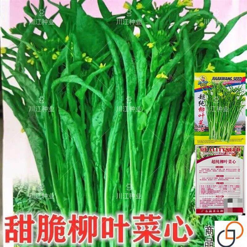 桂林超纯柳叶菜心种子菜花种子广东广西特色蔬菜种子卷叶菜心蔬菜