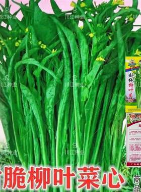 桂林超纯柳叶菜心种子菜花种子广东广西特色蔬菜种子卷叶菜心蔬菜