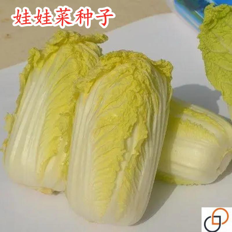 娃娃菜种子小白菜种籽黄心娃娃菜种籽小型白菜四季秋冬季蔬菜包邮