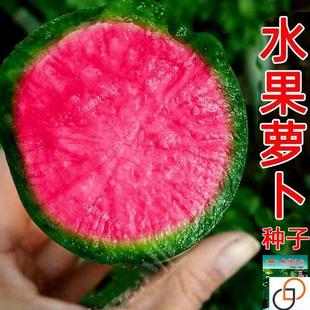 脆绿心红水果萝卜种子生吃脆甜青皮红瓤红心萝卜种籽四季春夏秋播