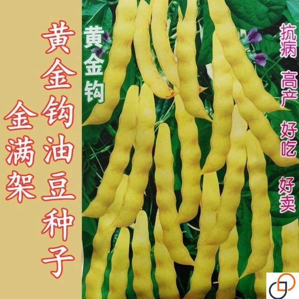 黄金钩油豆种子春秋两季豆角黄色架豆芸豆东北特色蔬菜种籽高产