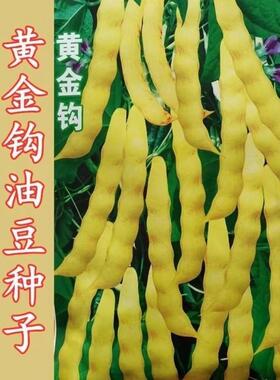 黄金钩油豆种子春秋两季豆角黄色架豆芸豆东北特色蔬菜种籽高产