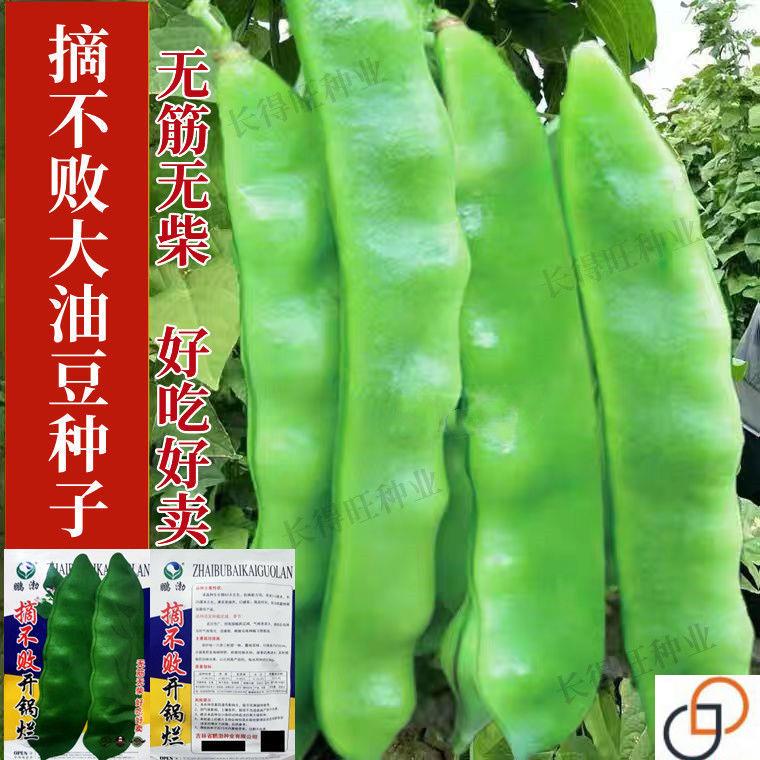 高产摘不败开锅烂东北油豆角种子油豆抗病一点红将军王油豆角种籽图片