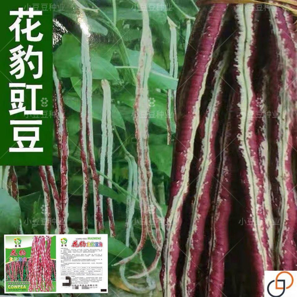 花豹豇豆种子长豆角花豆角红白豇豆春夏秋四季易播蔬菜爬藤种孑籽