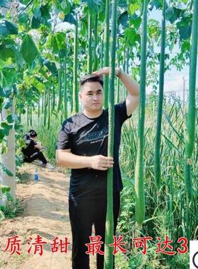 特长丝瓜种子巨型阳台盆栽庭院观赏蔬菜种籽春季夏四季播爬藤