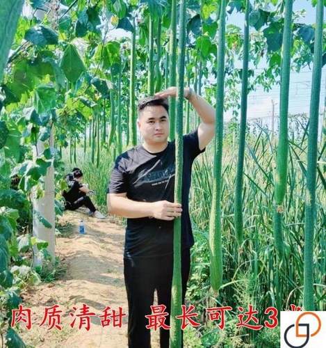 特长丝瓜种子巨型阳台盆栽庭院观赏蔬菜种籽春季夏四季播爬藤