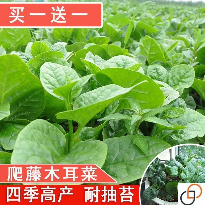 大叶木耳菜种子爬藤小青菜阳台盆栽田园易种蔬菜种籽春夏秋四季播