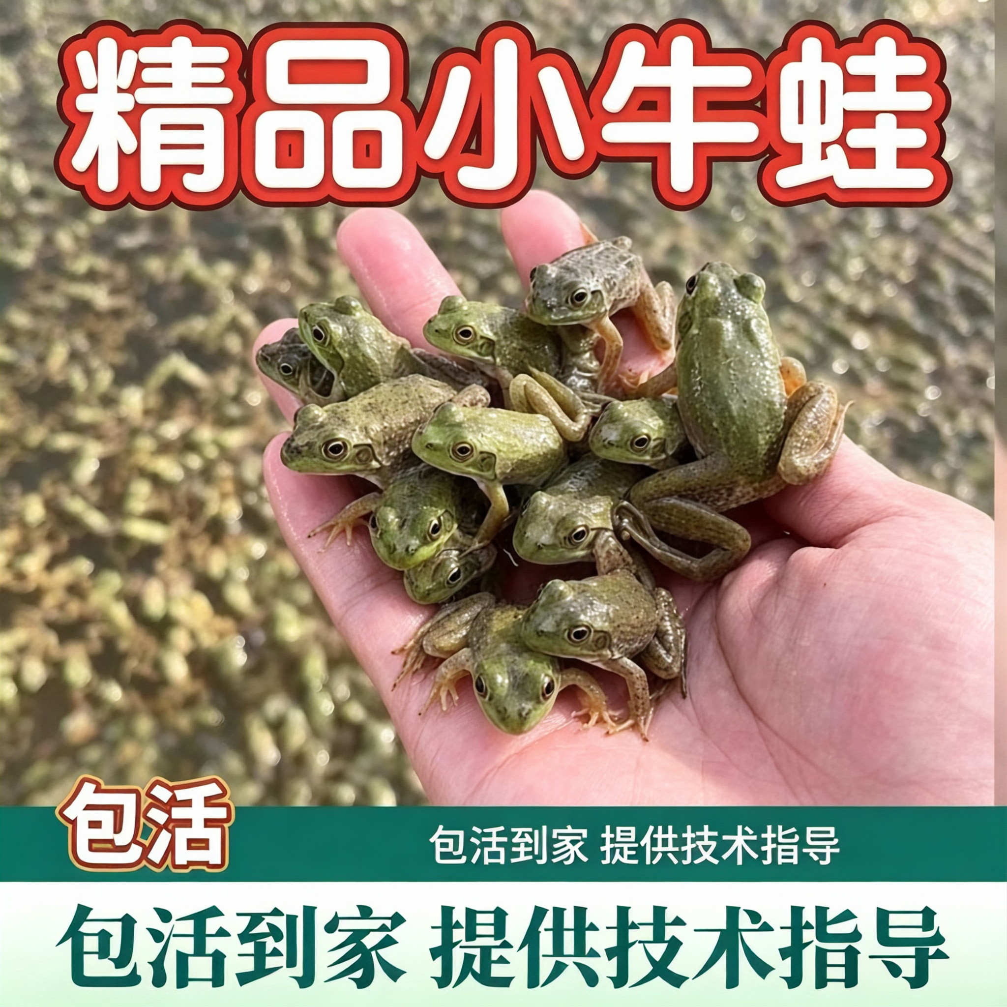 牛蛙活体牛蛙苗小四脚苗食用幼蛙中蛙送饲料水族观赏宠物 - 实物图