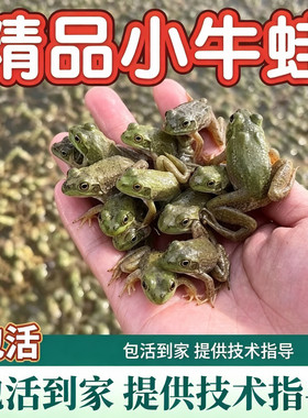 牛蛙活体牛蛙苗小四脚苗食用幼蛙中蛙送饲料水族观赏宠物