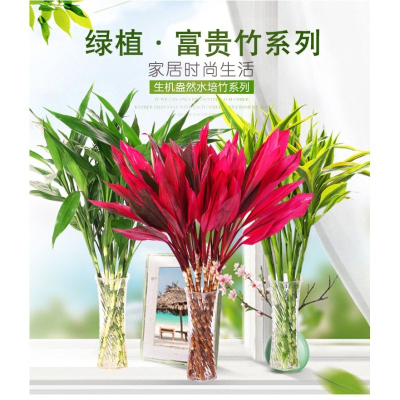 红叶富贵竹水培植物转运竹节节高绿植花卉室内花盆栽客厅水养绿萝
