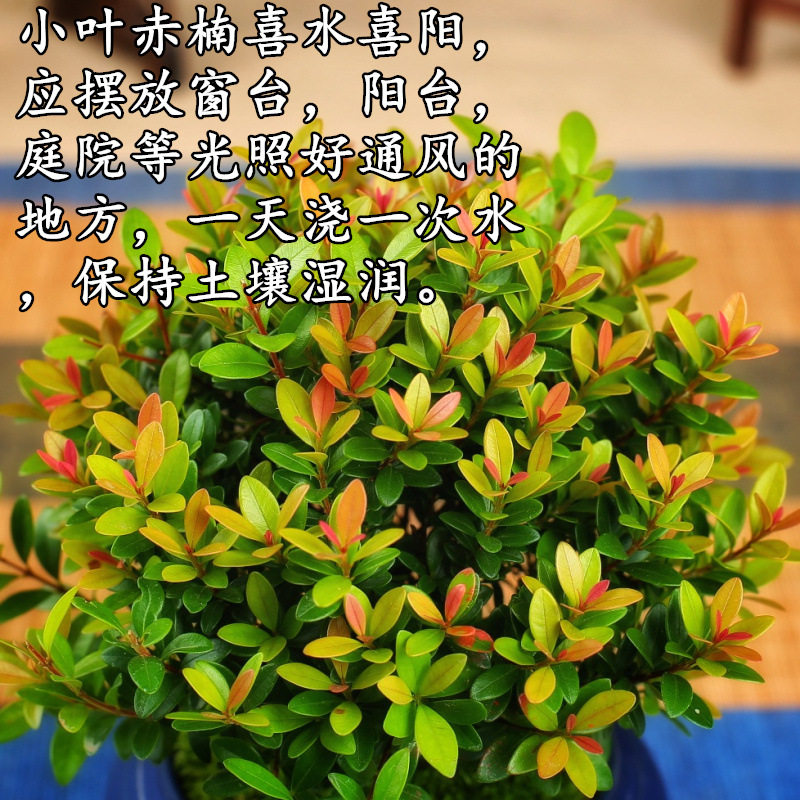 小叶赤楠植物盆栽老桩花卉盆景办公室内好养四季常绿陶瓷盆绿植