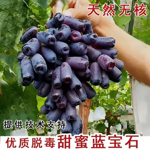 新品种葡萄树苗月光之泪甜蜜蓝宝石葡萄苗无核提子盆栽当年结果苗