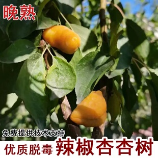 嫁接辣椒杏树苗新品种晚熟黄金杏耐寒北南方种植当年结果果树果苗