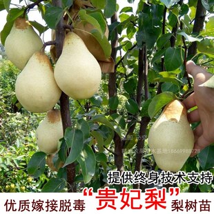 贵妃梨树苗香蕉梨太婆梨树苗嫁接梨树苗南北方庭院植种植当年结果