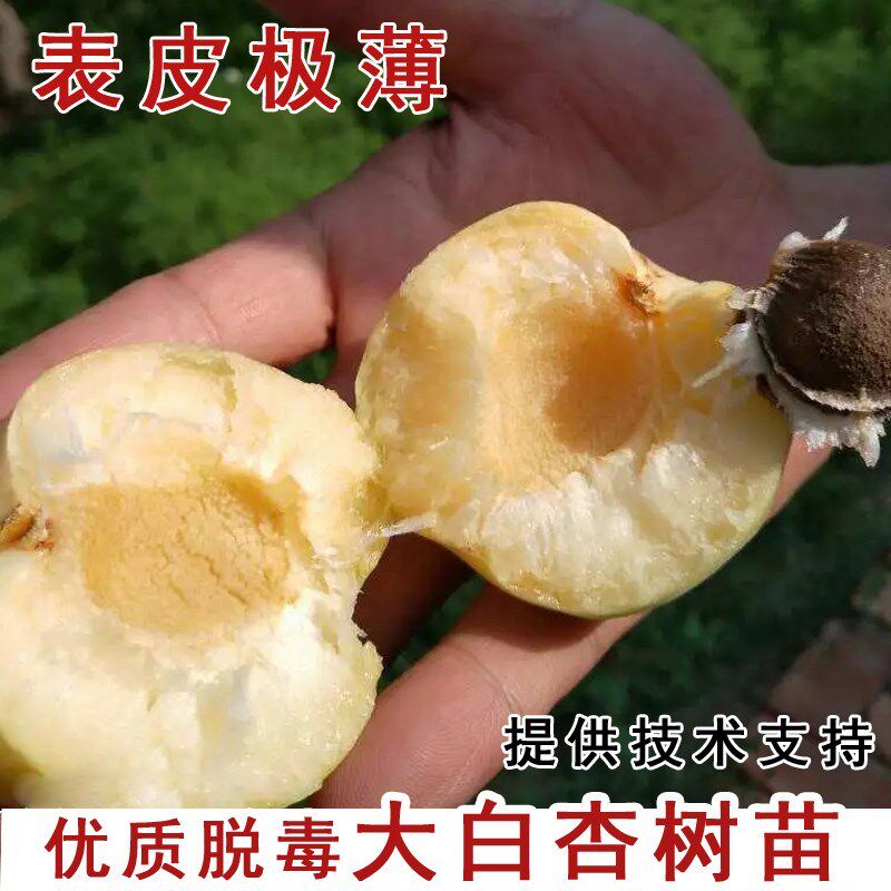 杏树果苗嫁接新疆大白杏树苗甜脆早熟杏南北方种植当年结果果树苗