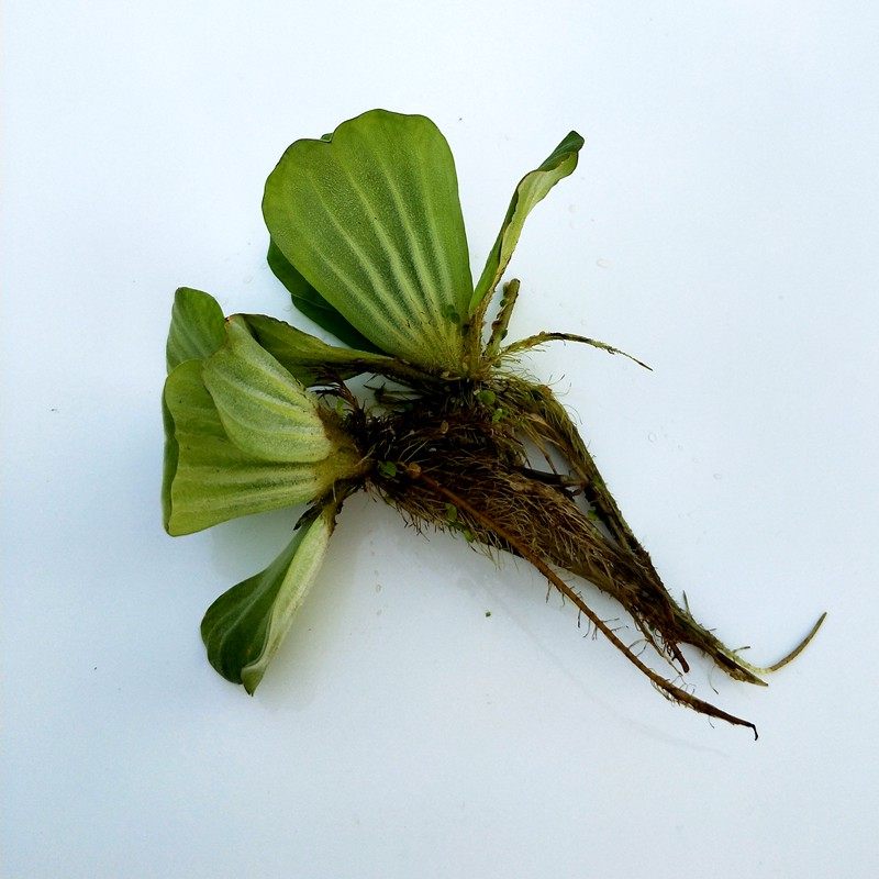 水芙蓉水草浮萍水培水生植物室内桌面卫生间花卉龟虾鱼缸四季绿植